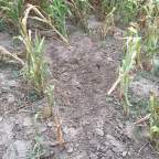 3 Strategies For Hunting Whitetails In Standing Crop Fields